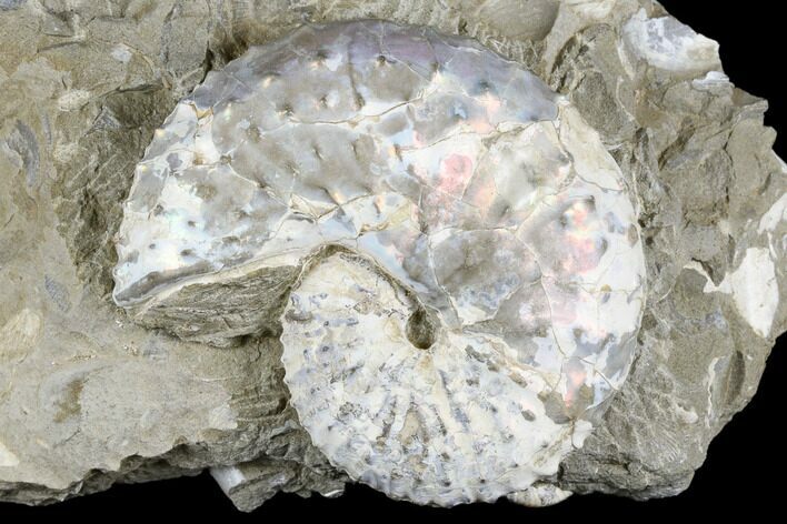 Iridescent Ammonite (Discoscaphites) - South Dakota #180848